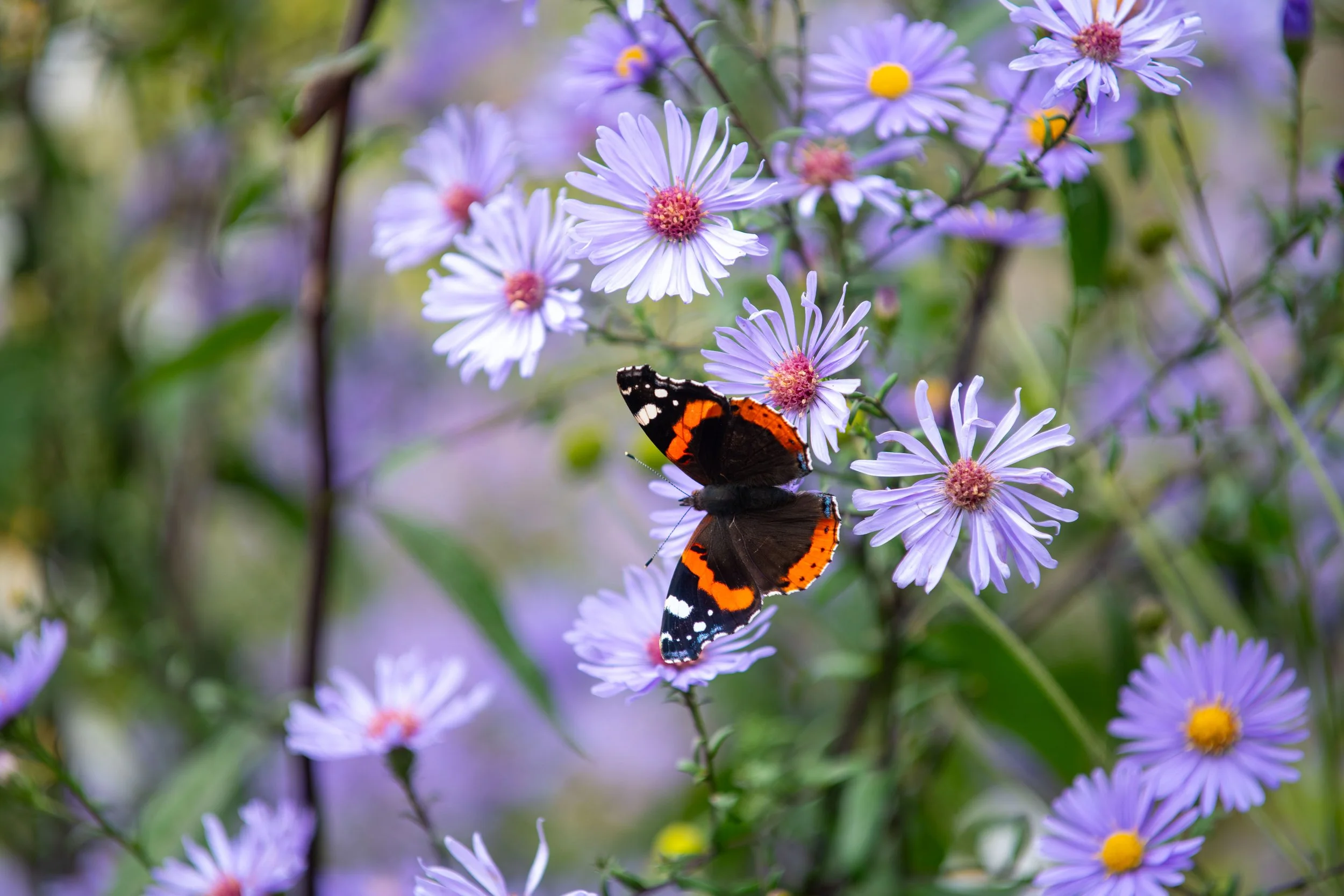DSC_6338-1.jpg