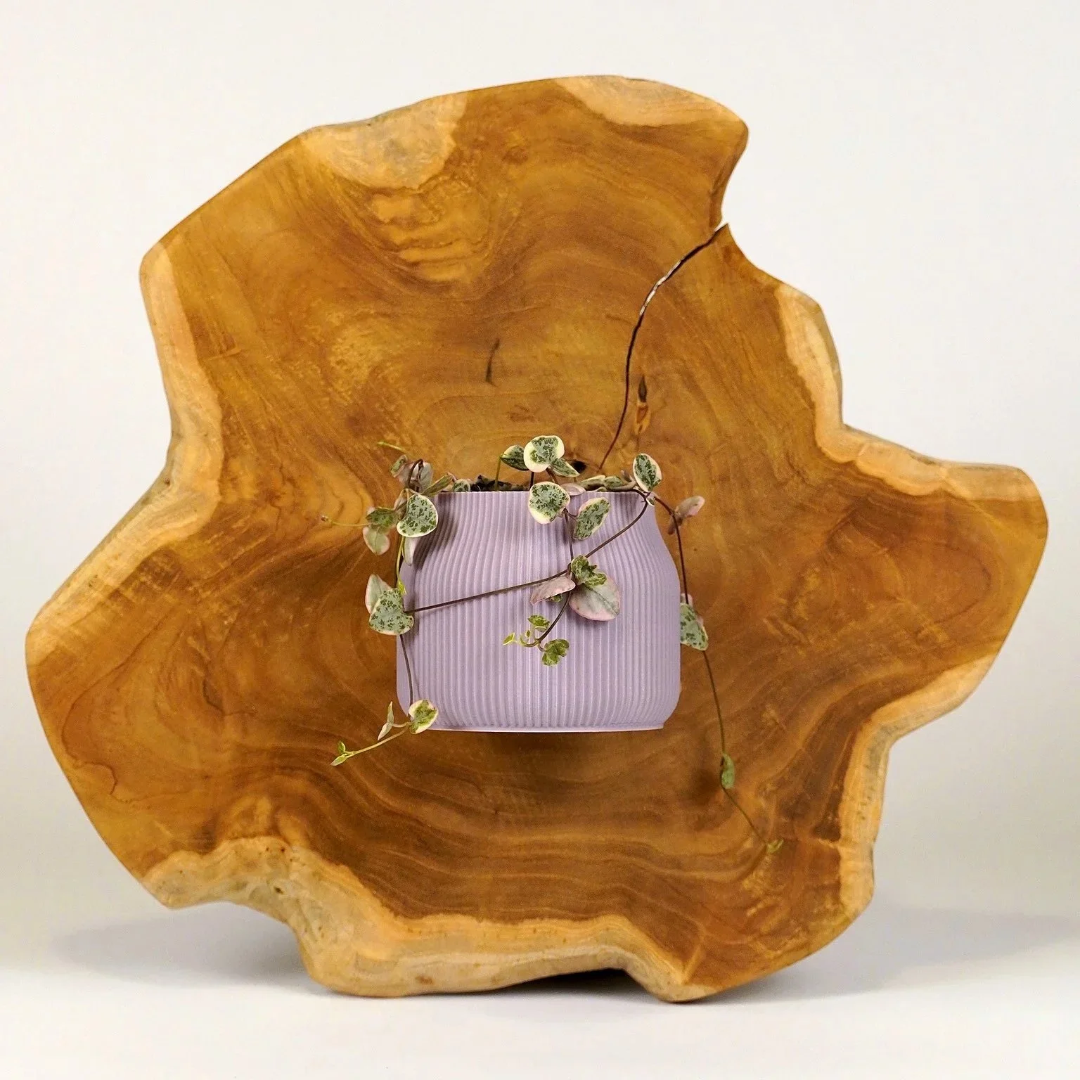 Gaia mini