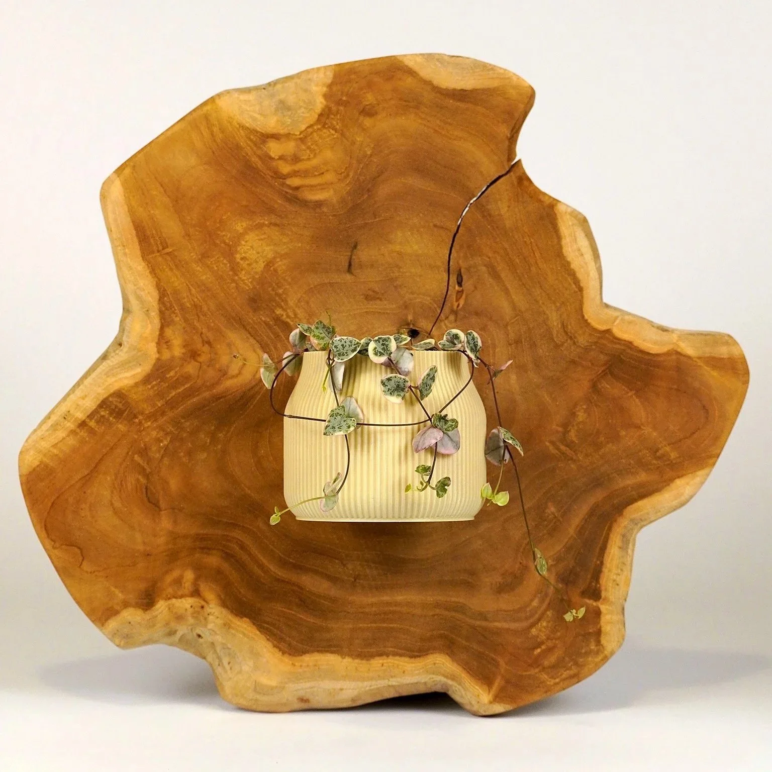 Gaia mini
