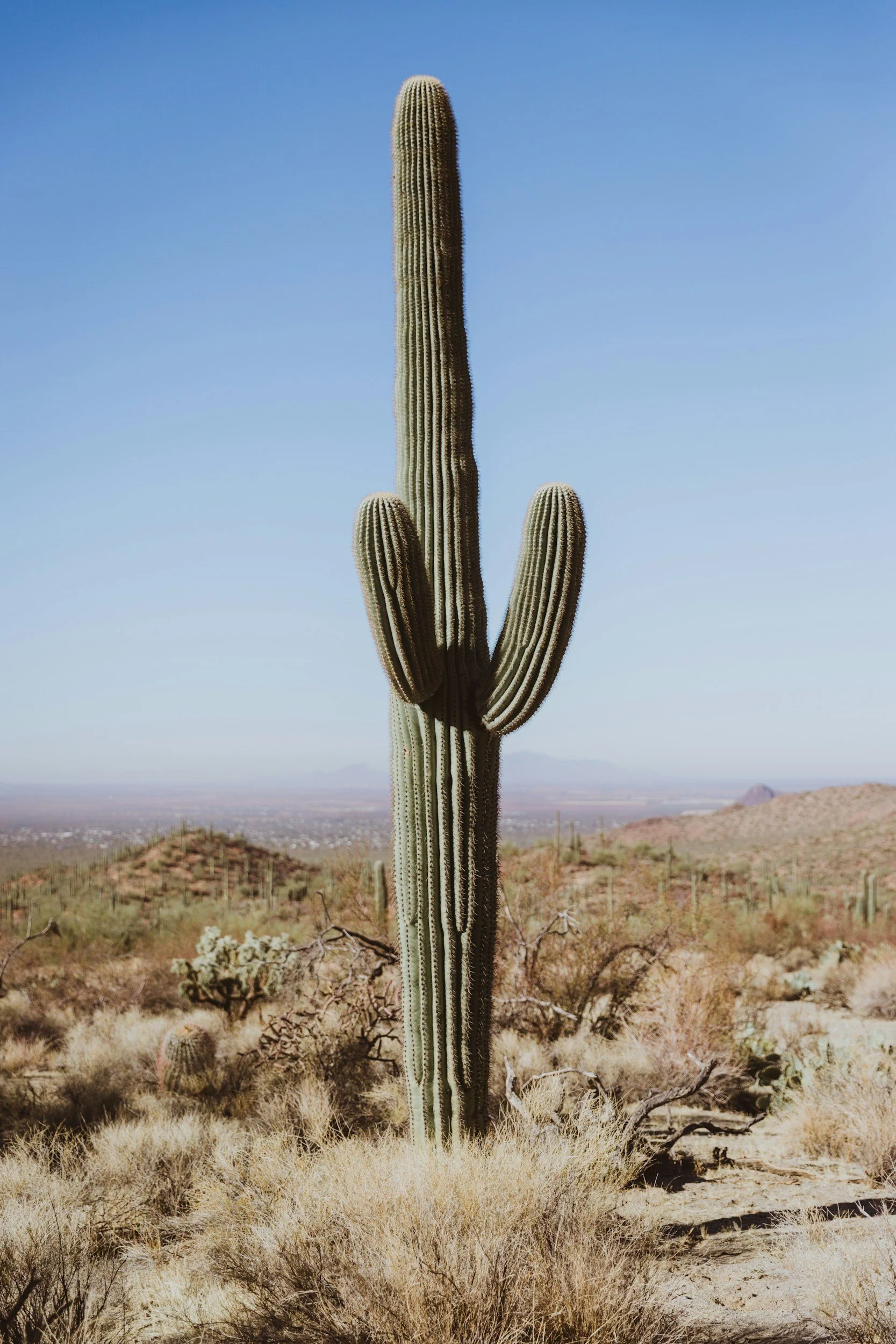A tall saguaro cactus with multiple arms in a desert landscape with dry bushes and distant mountains under a clear blue sky.