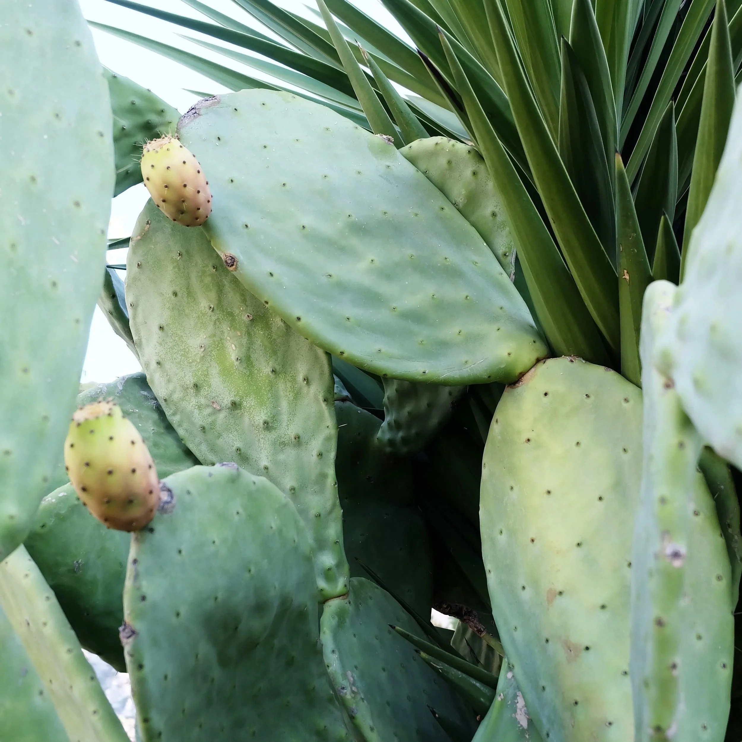 Close-up of prickly pear cactus pads with small yellow and purple fruits, surrounded by tall green leaves.