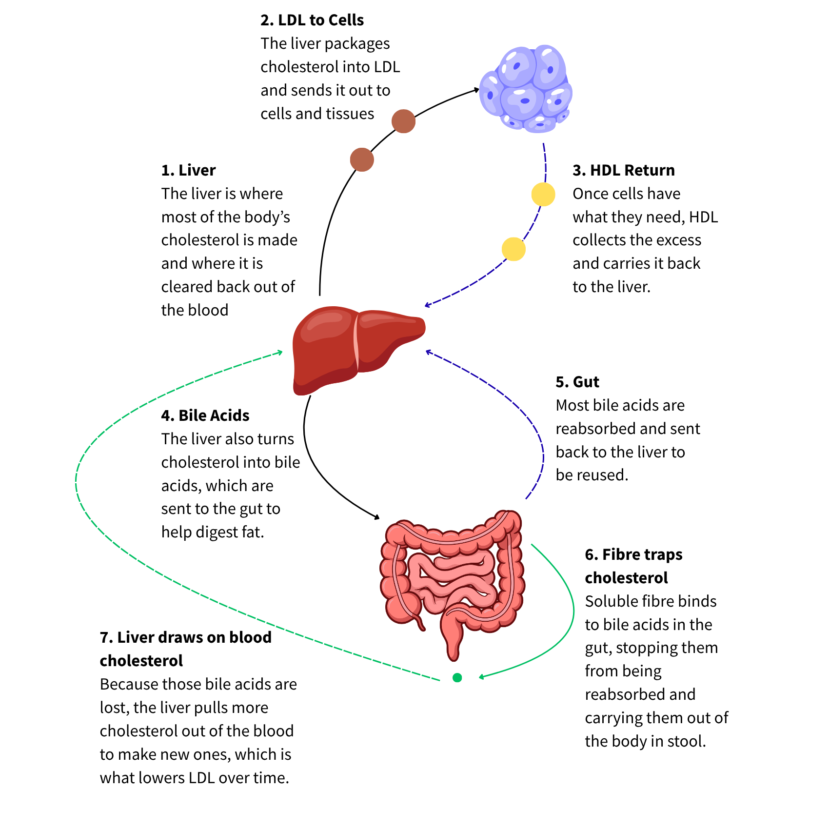 Diagram of the cholesterol cycle: liver to LDL to cells, HDL return, bile acids to gut, mostly reabsorbed except where fibre traps some, prompting the liver to pull more cholesterol from blood.