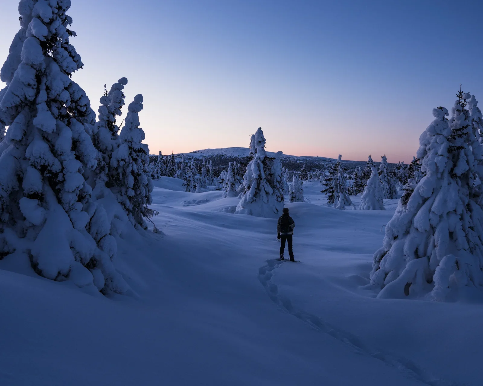 A person standing in a hilly landscape with snow covered fir trees in blue hour after sunset. In the sky you can see a bit of orange left
