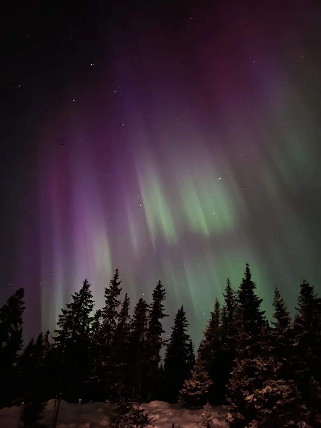 Silhouettes of fir trees against a night sky with northern lights