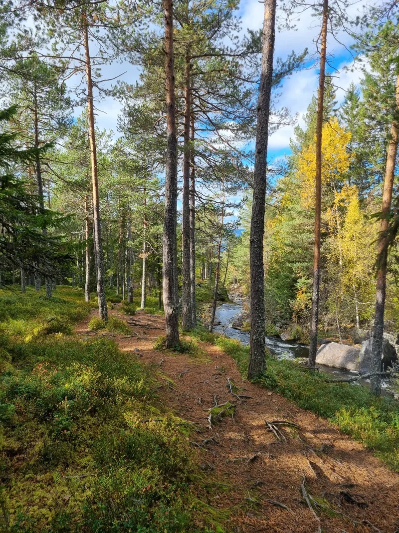 A photo of a trail leading along a river through a forest.