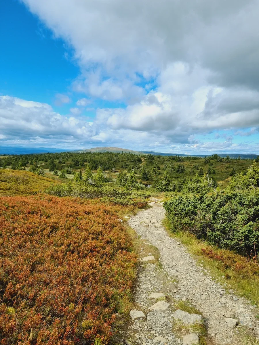 A hiking trail that heads through a hilly Norwegian landscape