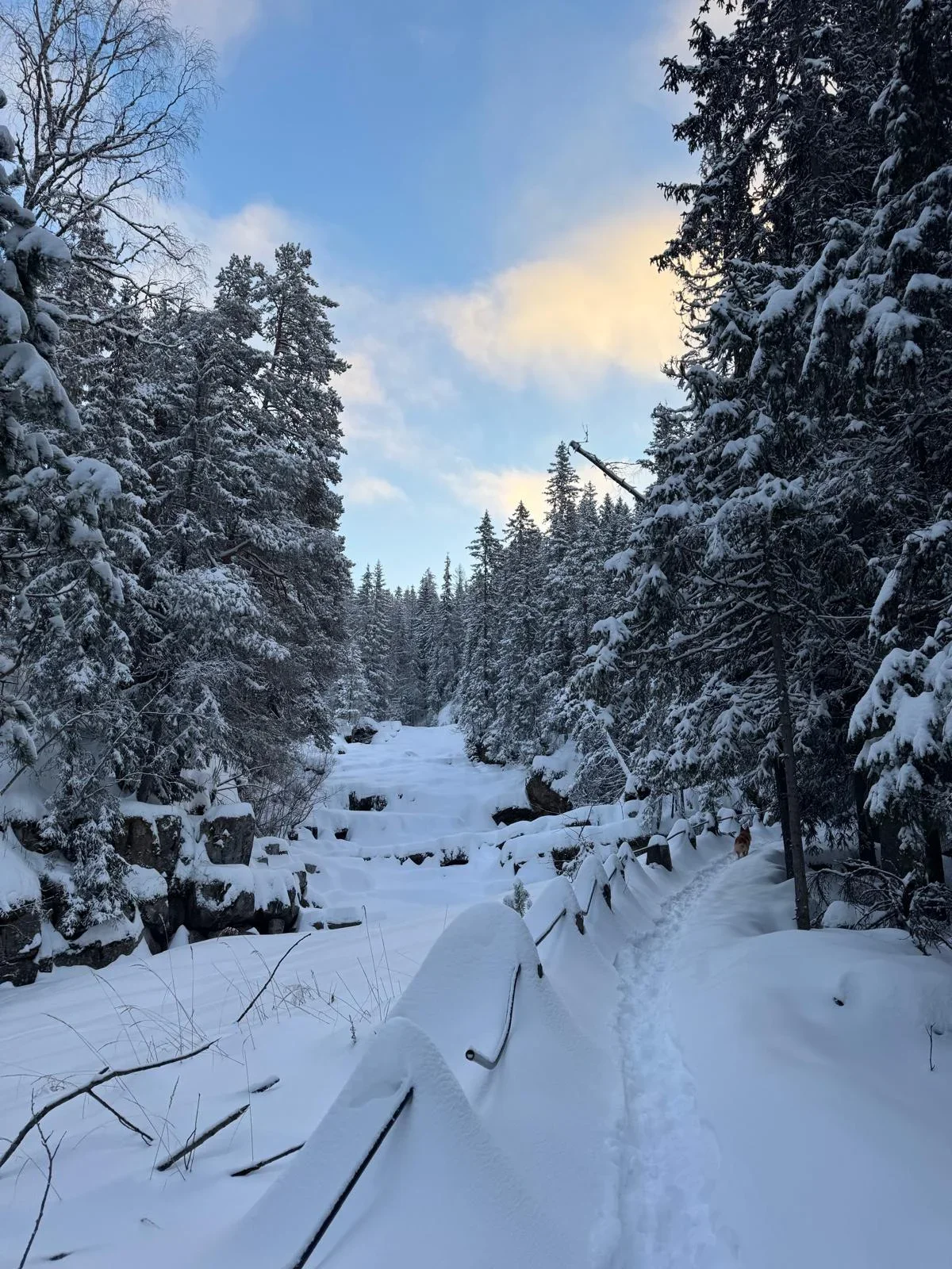 A path in a snow covered forest next to a frozen river