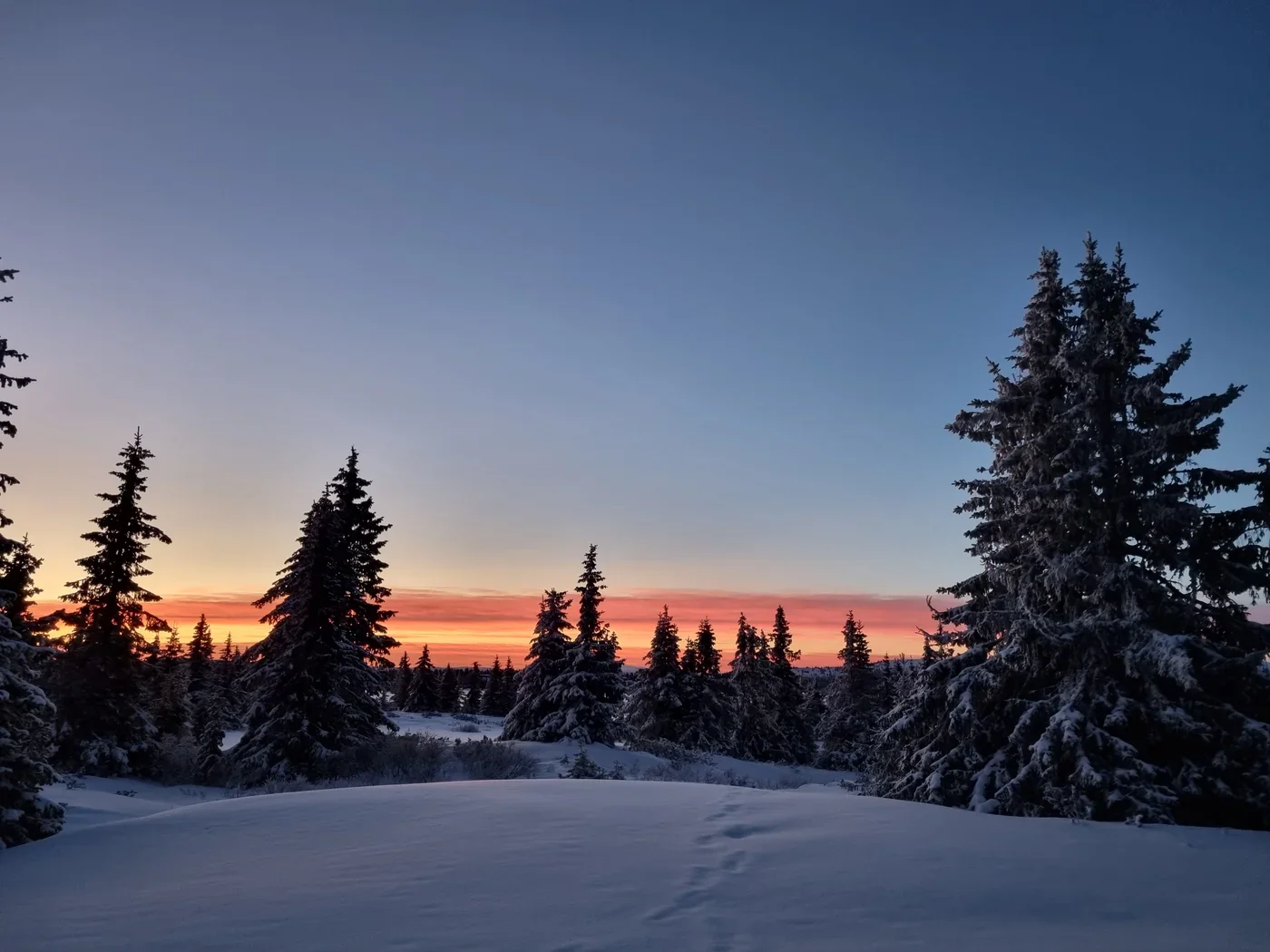 A fir forest under a sunset sky with orange hues at the horizon