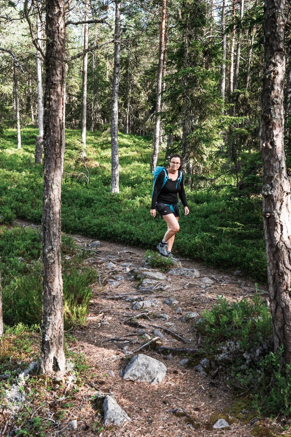 A woman with a blue backpack hiking through a pine forest with blueberry bushes covering the ground next to the trail