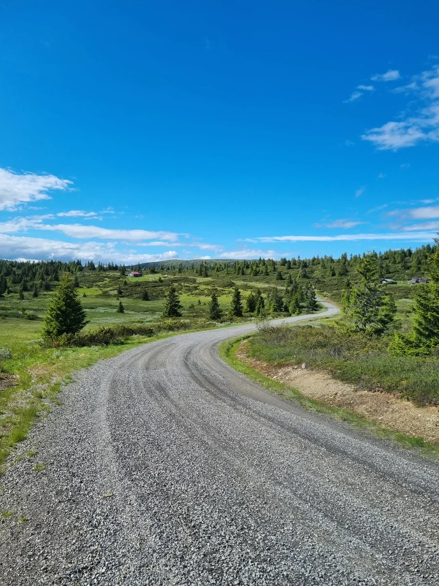 A gravel road winding away from the camera into the distance. To the sides of the road are scattered spruce trees