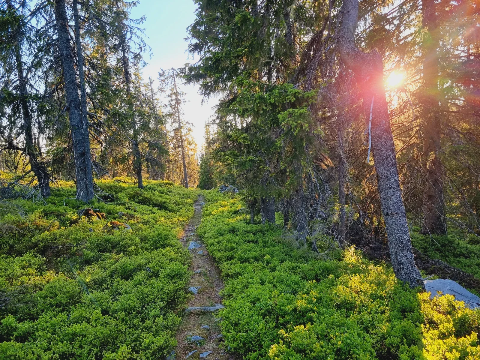 A narrow path running through a forest of fir trees. The sun is shining through the branches