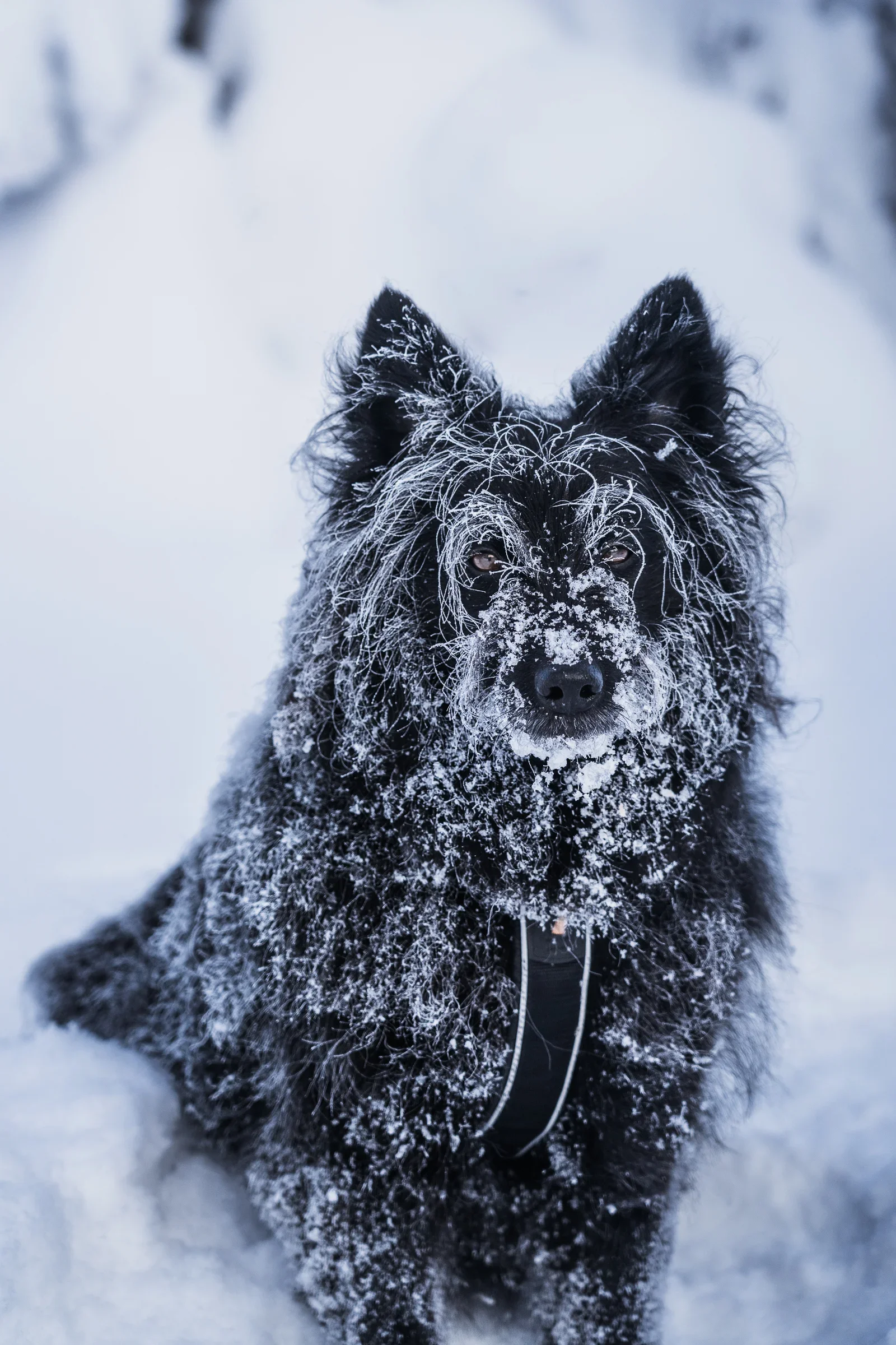 A black dog with with white frost in his fur looking into the camera
