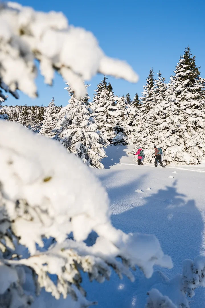 Two people walk through a snow covered forest