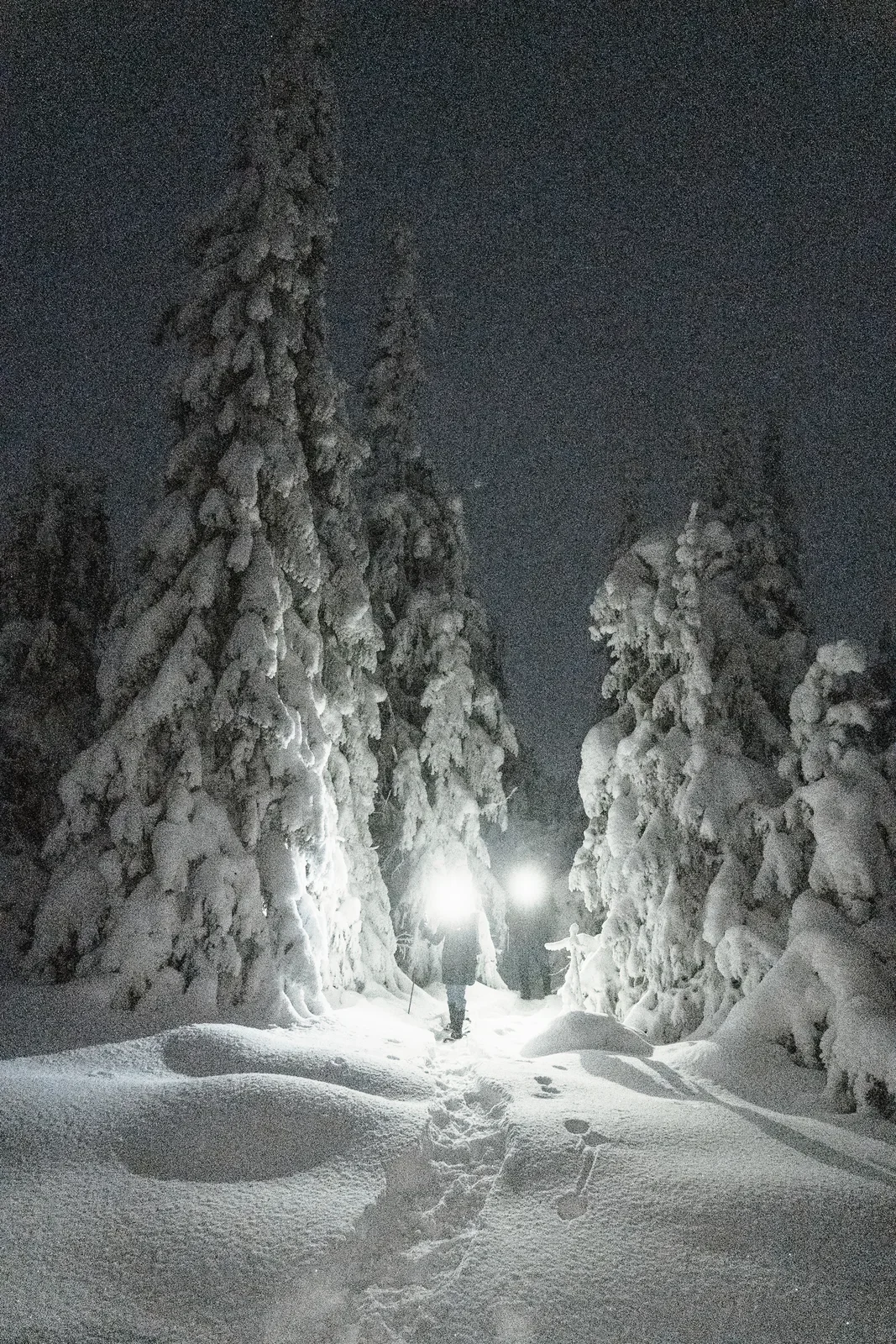 Two people with headlamps walking between snow covered trees at night