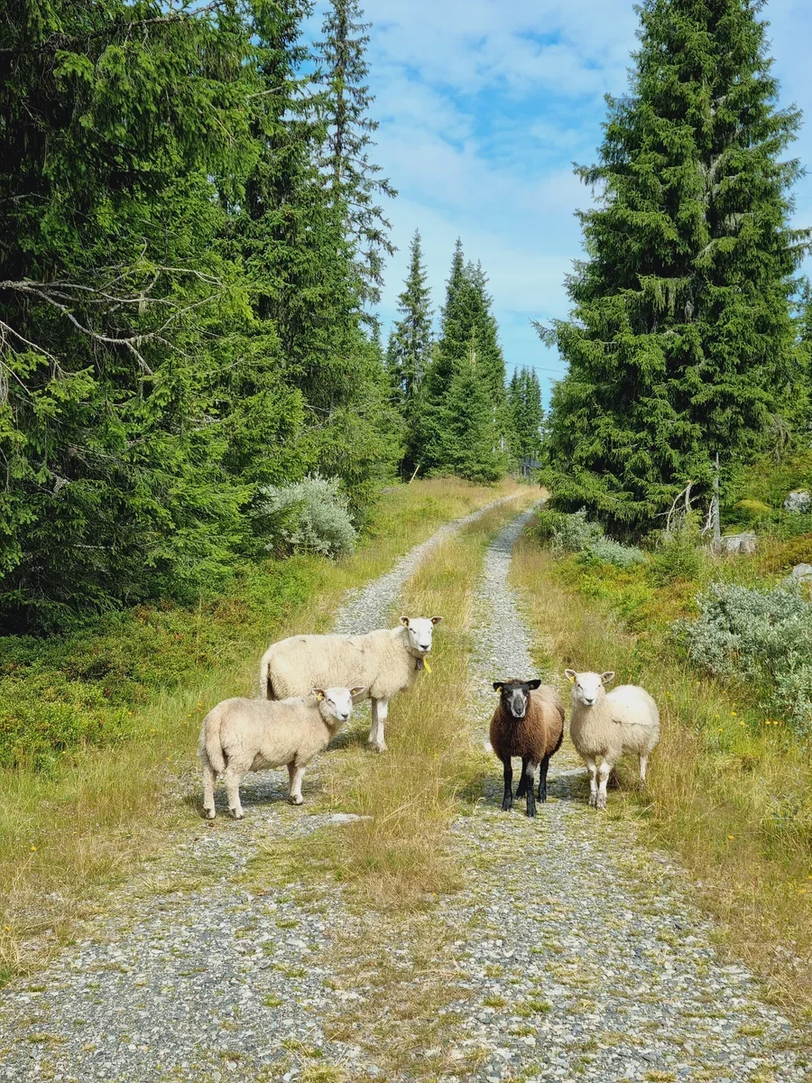 Four sheep standing on a forest road leading through fir trees