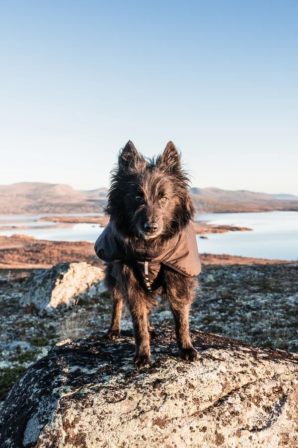 A photo of a black fluffy dog standing on a rock in a wide mountain landscape