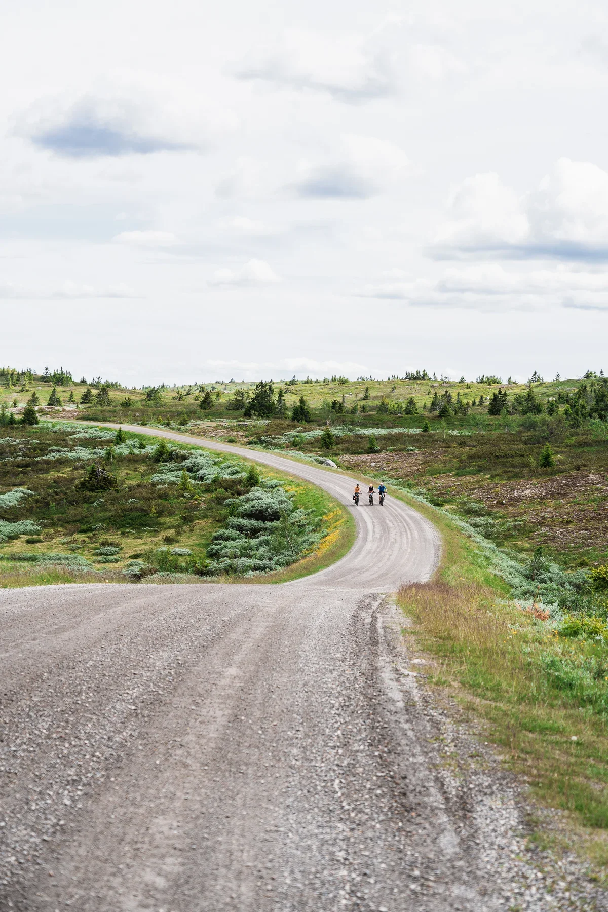 A gravel road leading through a wide hilly landscape with scattered spruce trees. On the road 3 cyclists are cycling next to each other