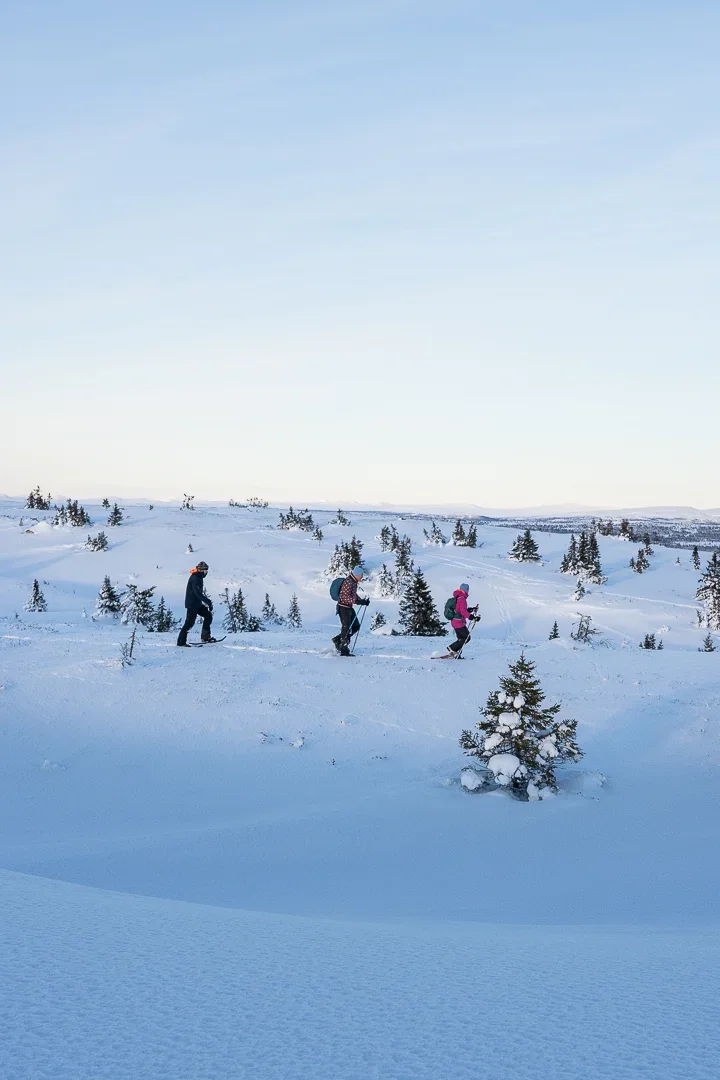 Three people walk on snowshoes through a winter landscape. In the background you see scattered fir trees.