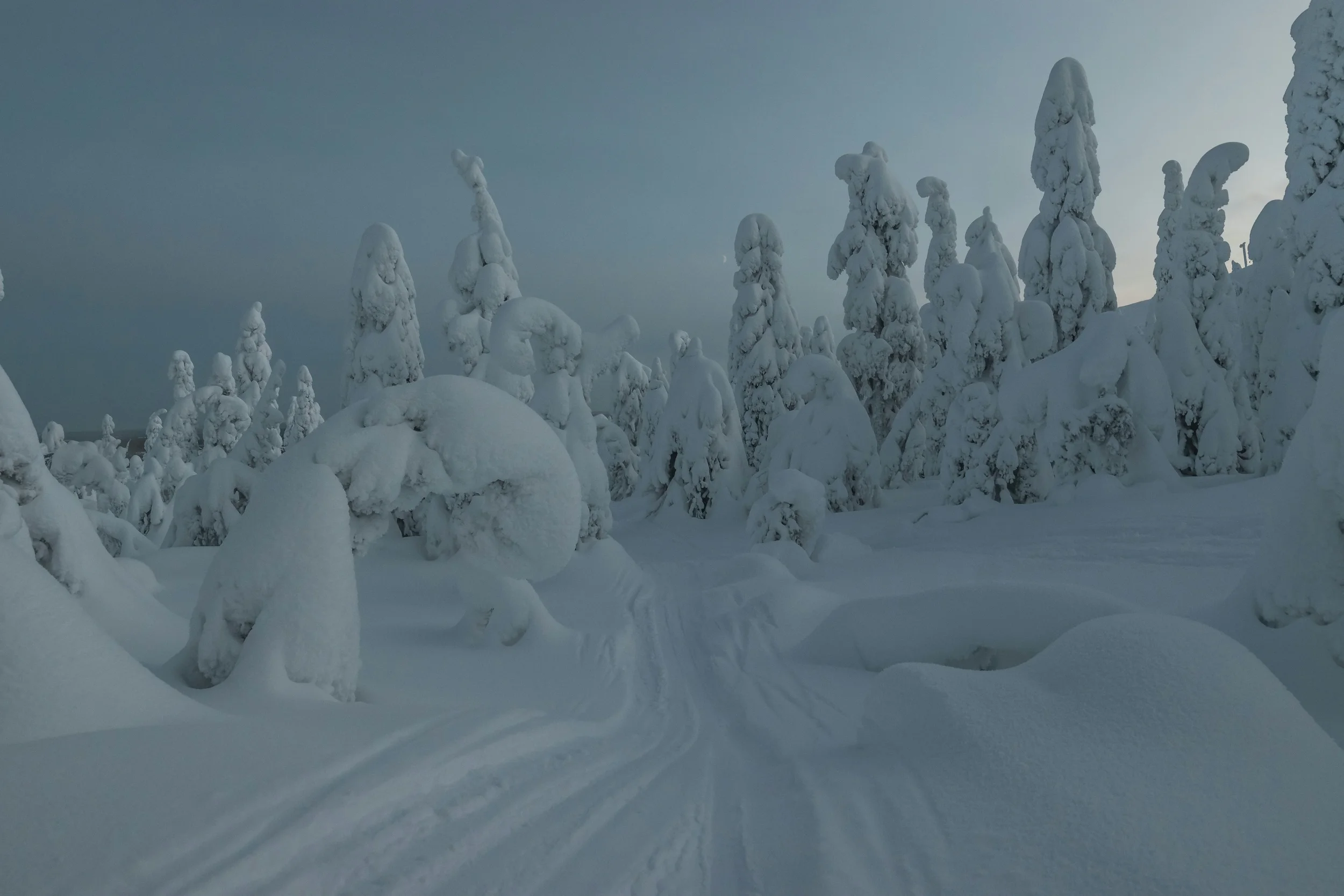 Snow-covered trees in a winter landscape with tracks in the snow and a cloudy sky.