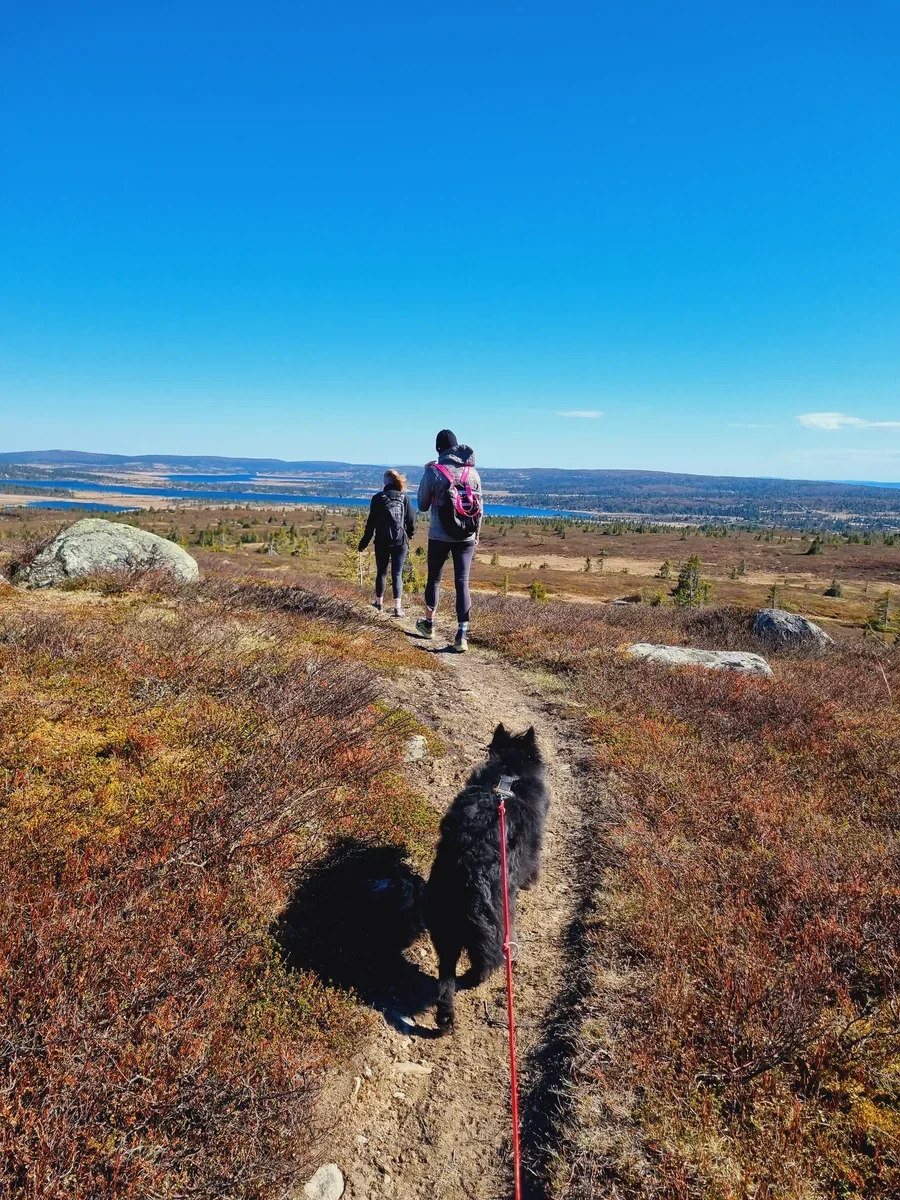 Two people walking on a narrow hiking trail leading through a wide Norwegian landscape. In the foreground you can see a leashed dog.