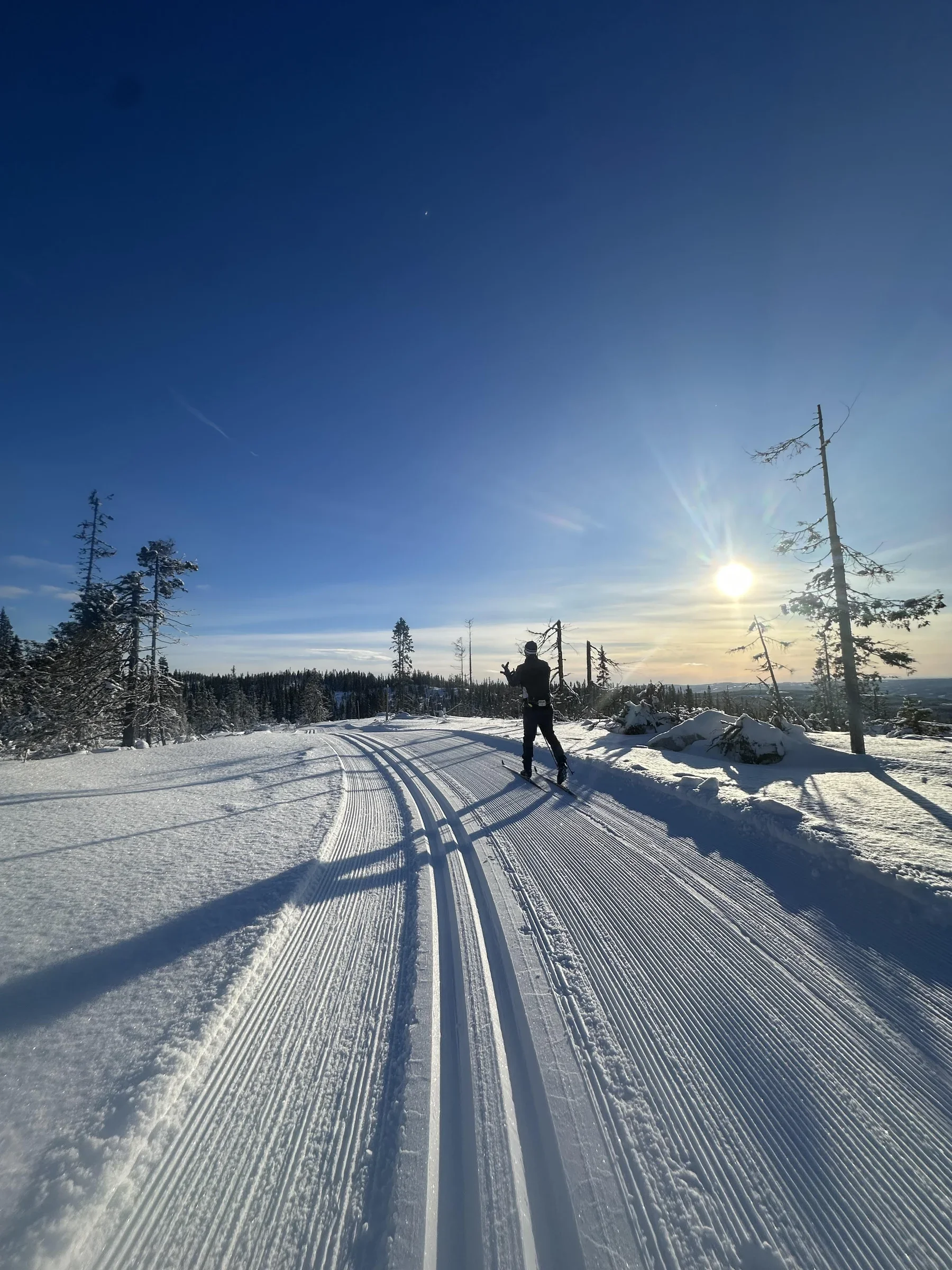 A person cross-country skiing on a snowy trail in a winter landscape under a clear blue sky with the sun shining brightly, surrounded by sparse snow-covered trees.
