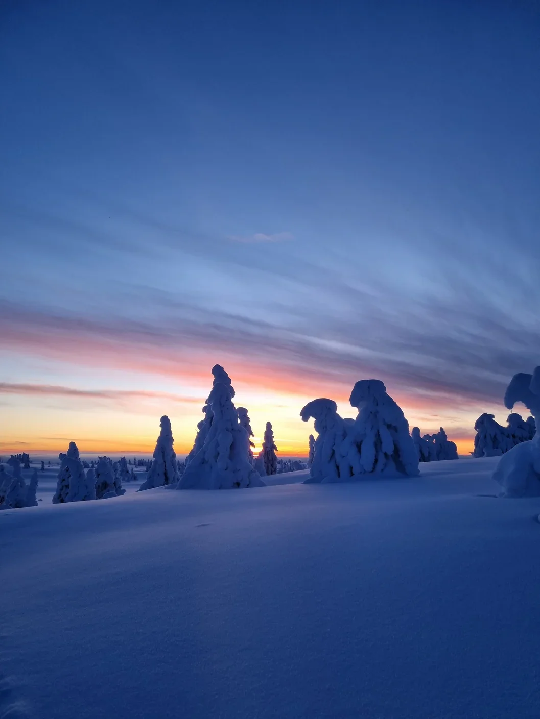 snow covered trees in front of a sunset sky
