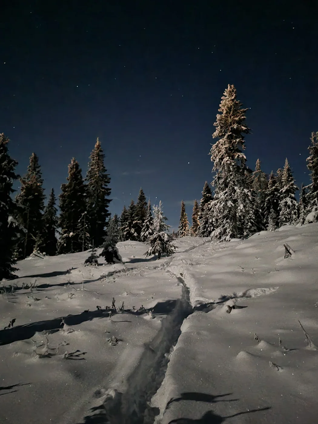 A path leading into the distance in a snow covered forest