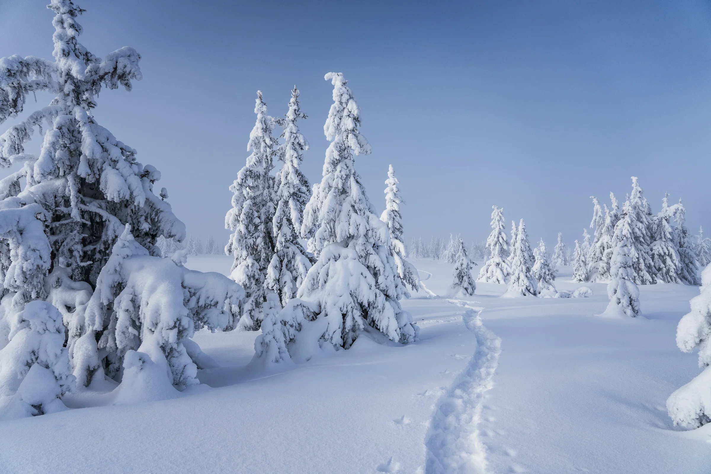 A snowshoe track leading through a snow covered landscape with snowy fir trees