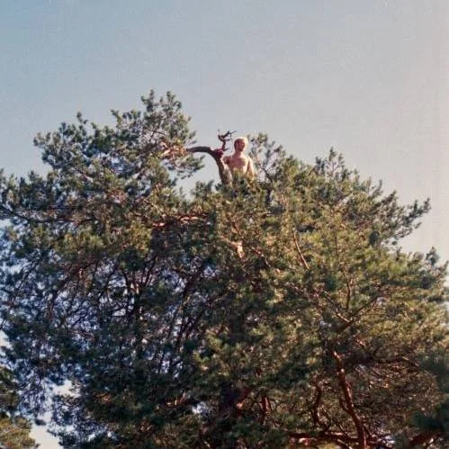 The Trees Keep Returning