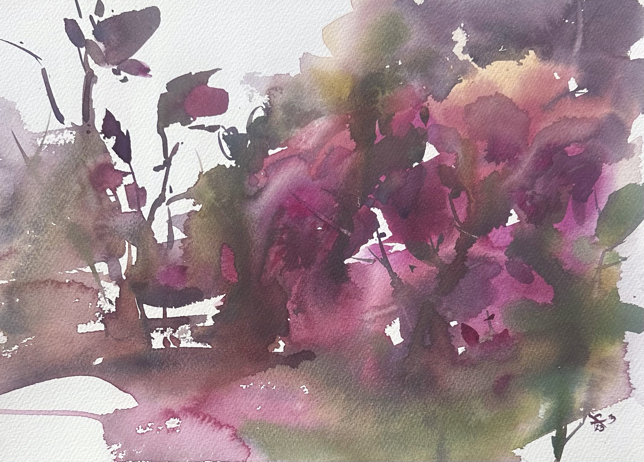 Summer Evening Roses, 2023