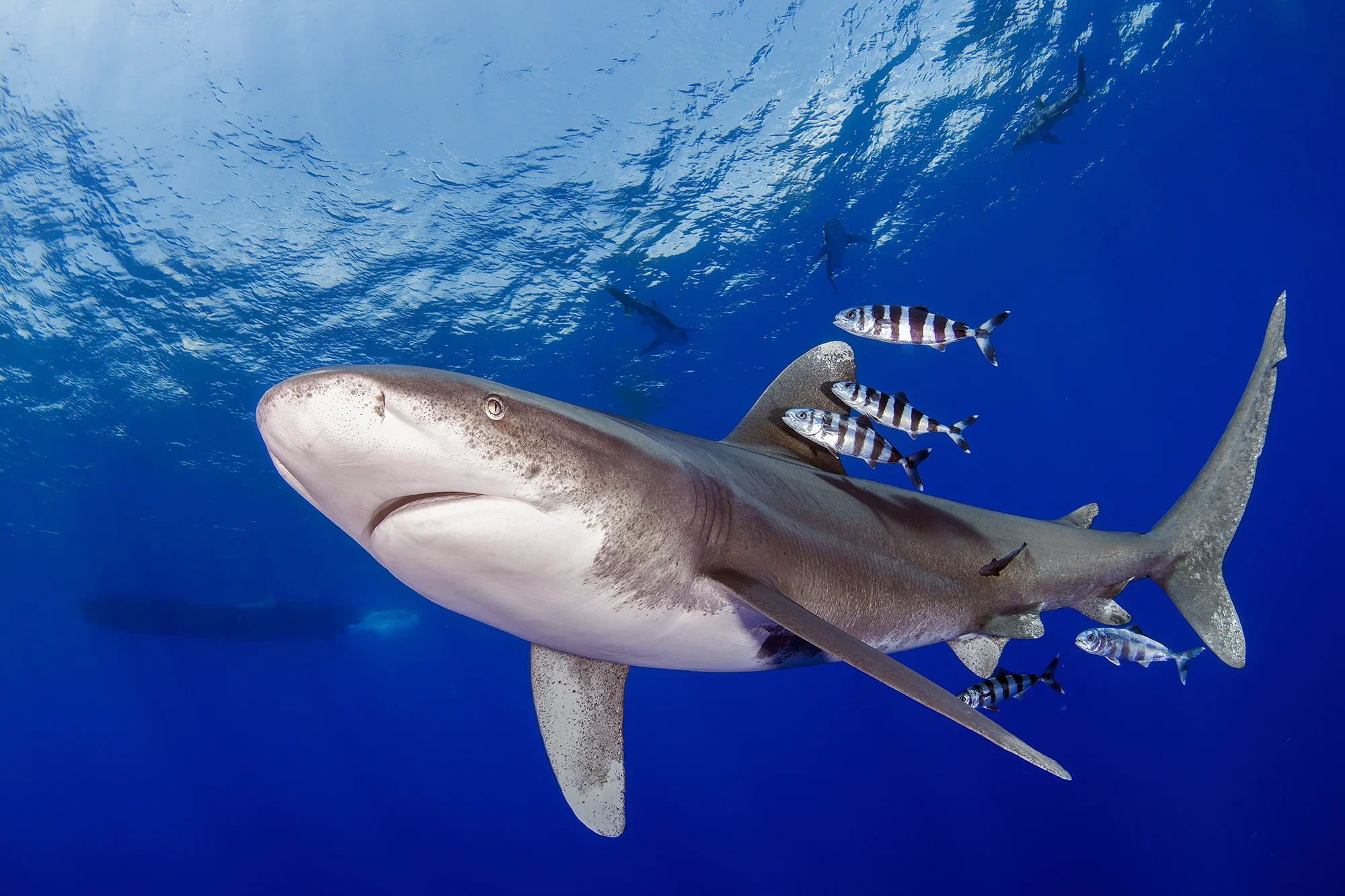 Oceanic Glider_Josh Blank.webp