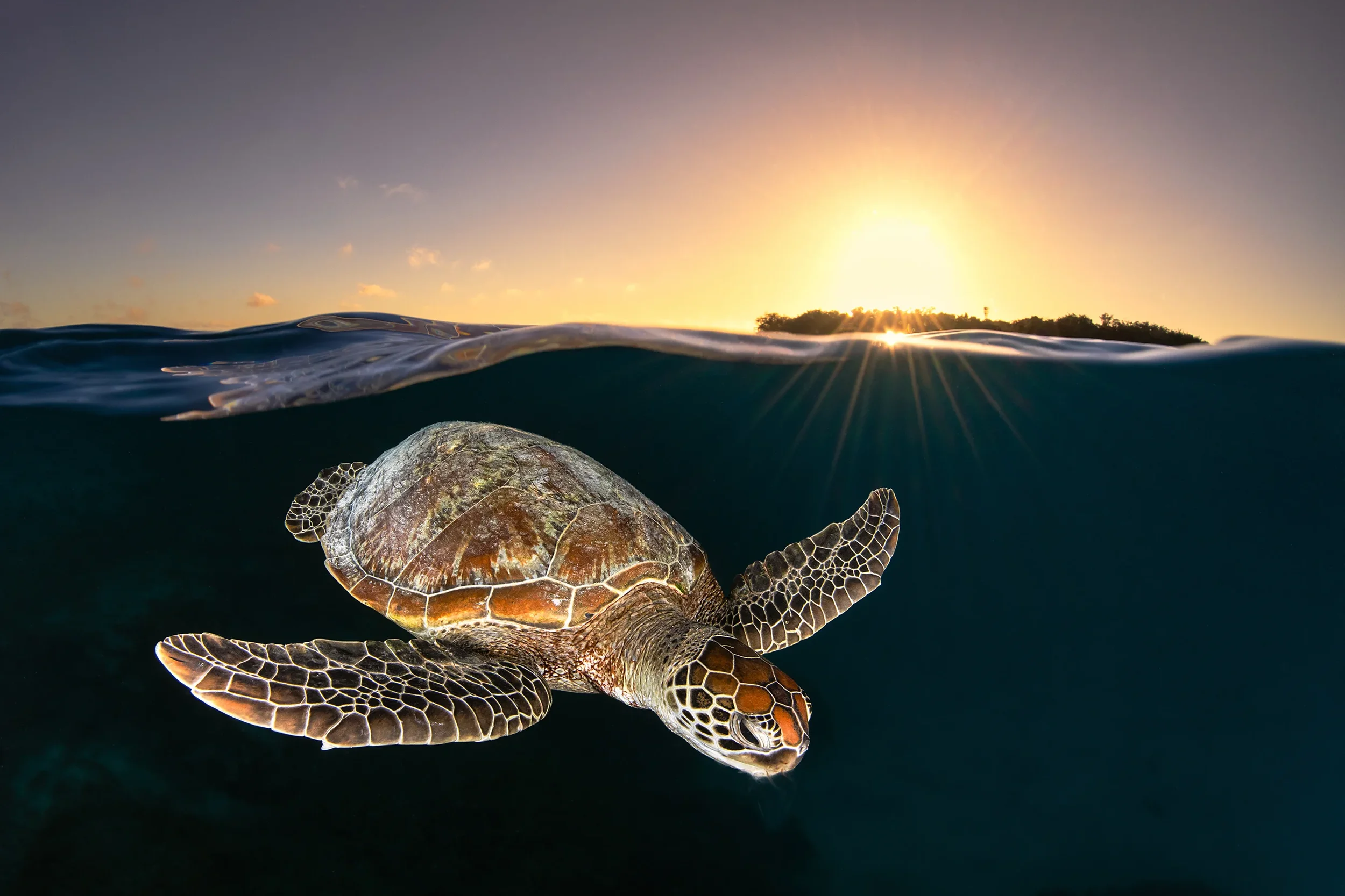 Turtle HI 13 copy.webp