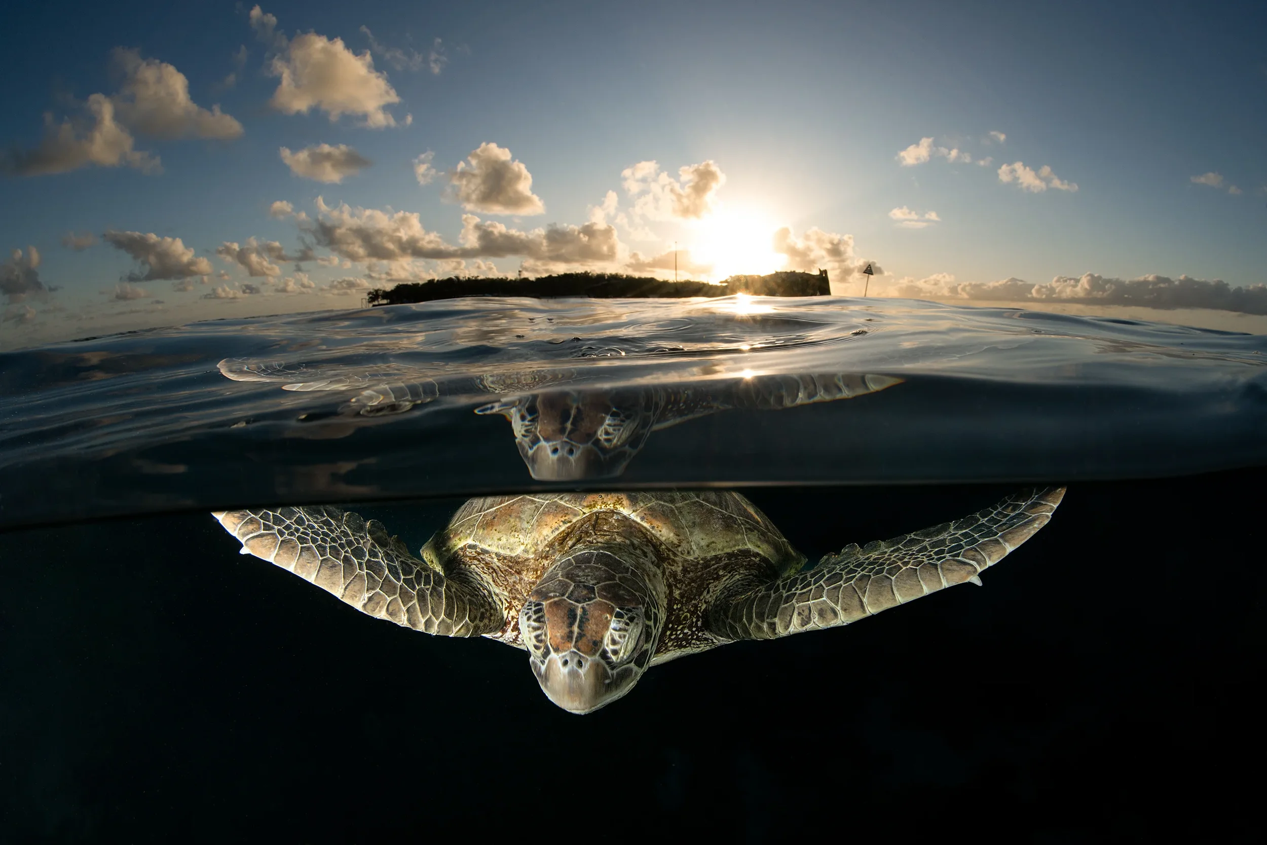 Turtle HI 186.webp