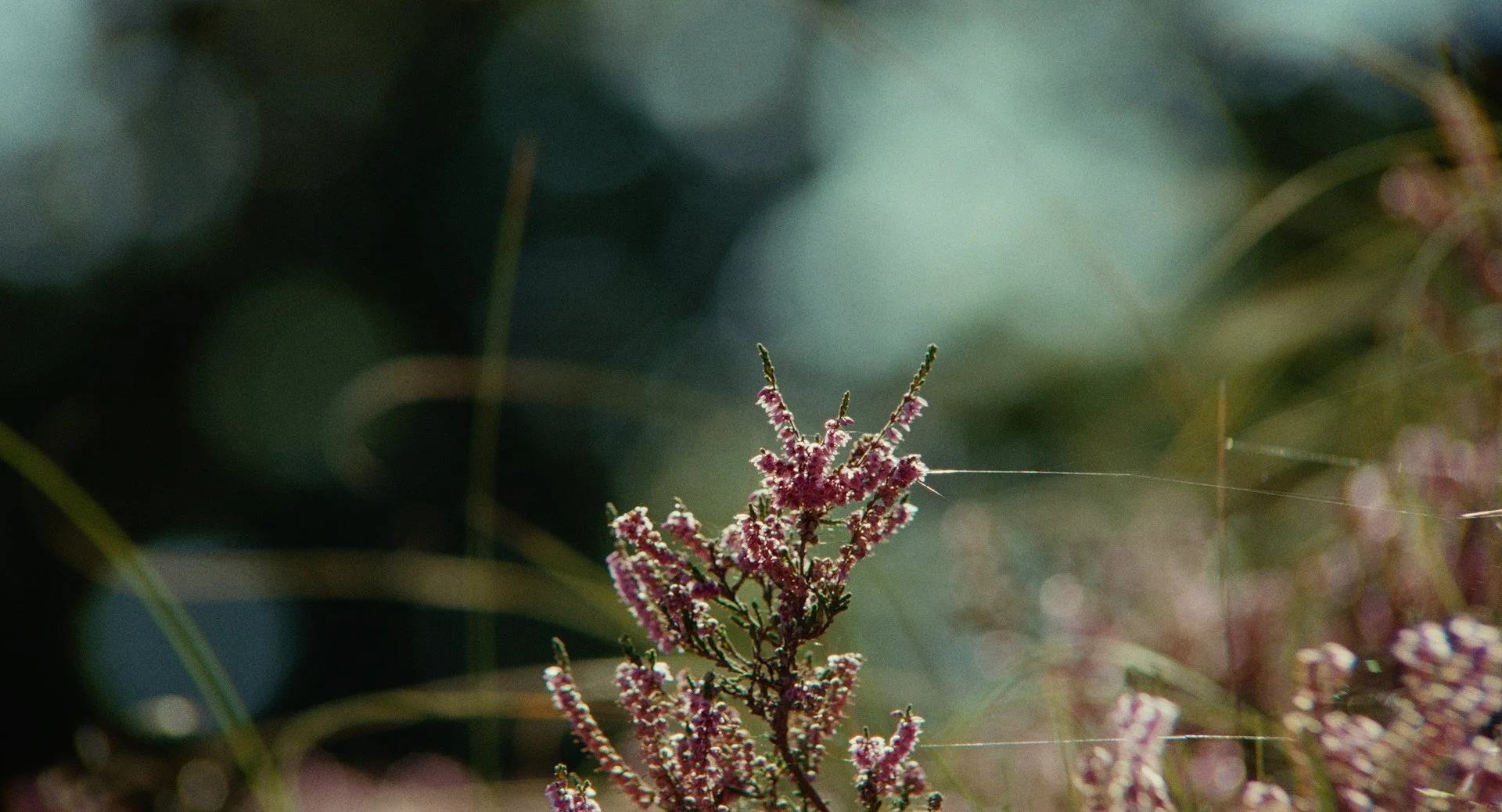 Close-up of pink flowers with thin strands of spider silk against a blurred green background.