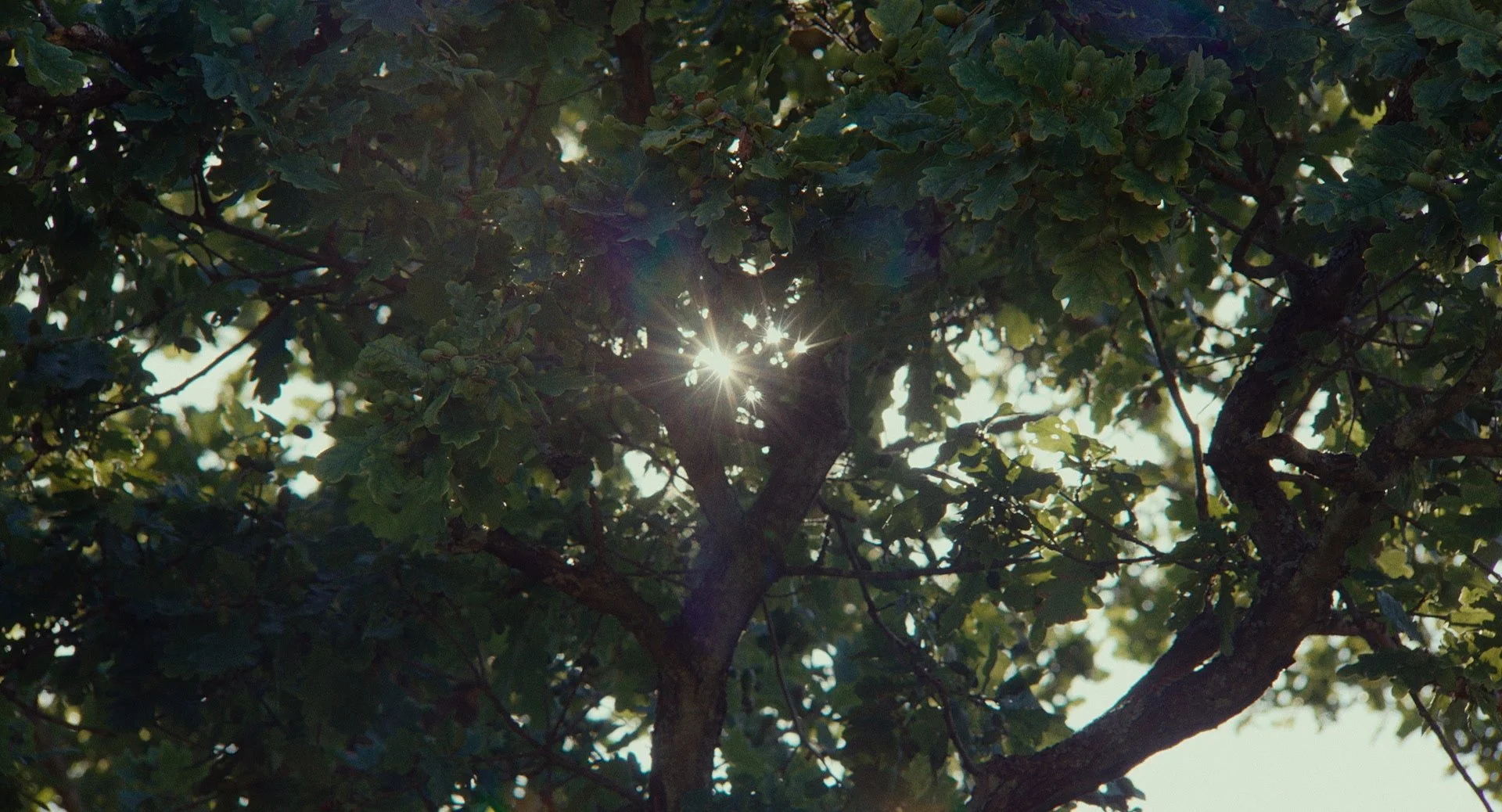 Sunlight shining through the leaves and branches of a tree.