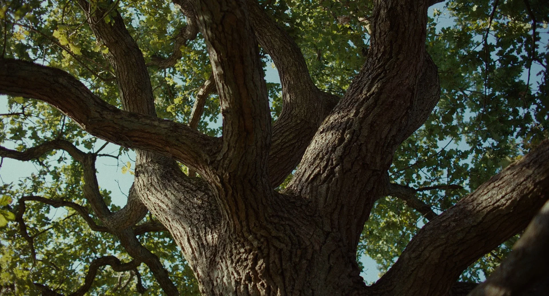 Looking up at the rough bark of a large tree with sprawling branches and green leaves against a blue sky.