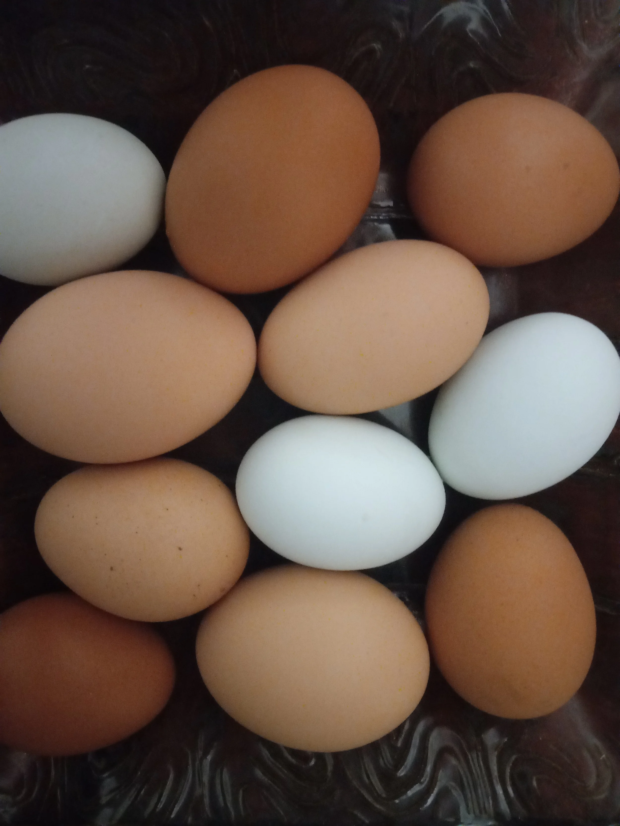 blue and brown eggs