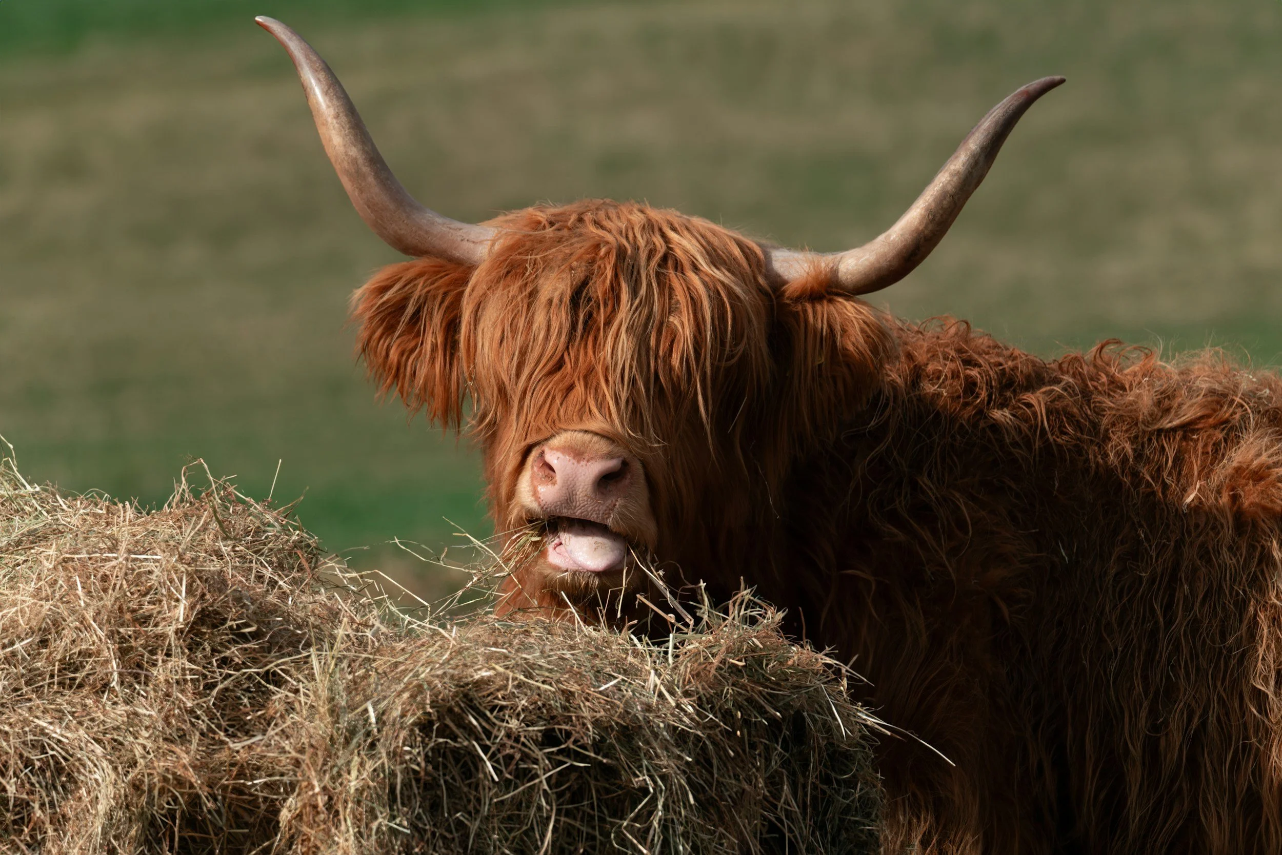 A Highland cow with long shaggy reddish-brown hair and large curved horns, eating hay outdoors.