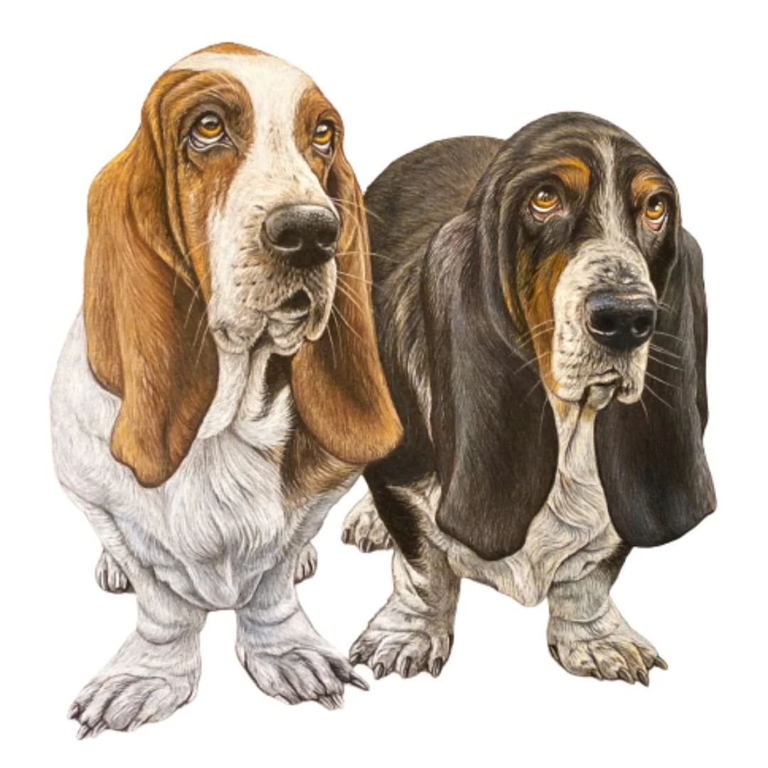 Illustration of two basset hound dogs with long ears and sad eyes, standing side by side against a white background.
