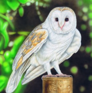 Barn Owl