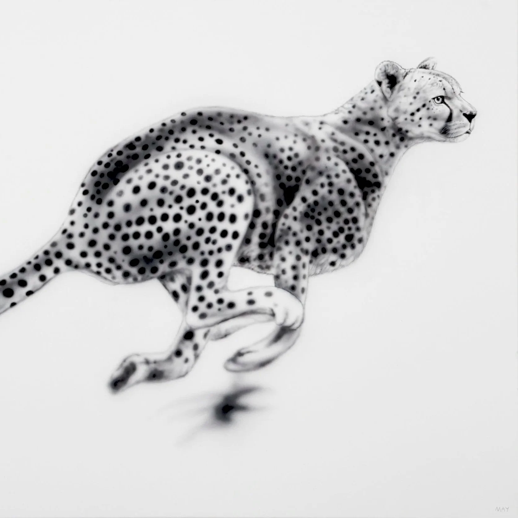 Cheetah Running