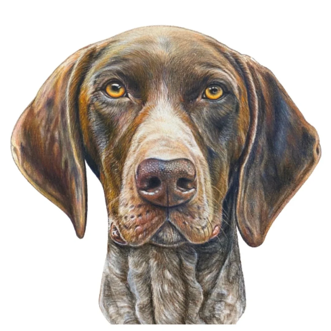 A realistic painting of a brown and tan dog, likely a retriever breed, with piercing yellow eyes, floppy ears, and a detailed nose, against a plain white background.