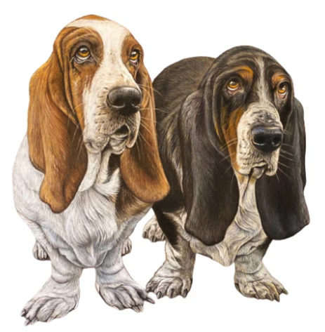 A3 Pet Portrait Commissions