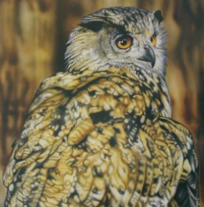 Eagle Owl Resting For a Moment