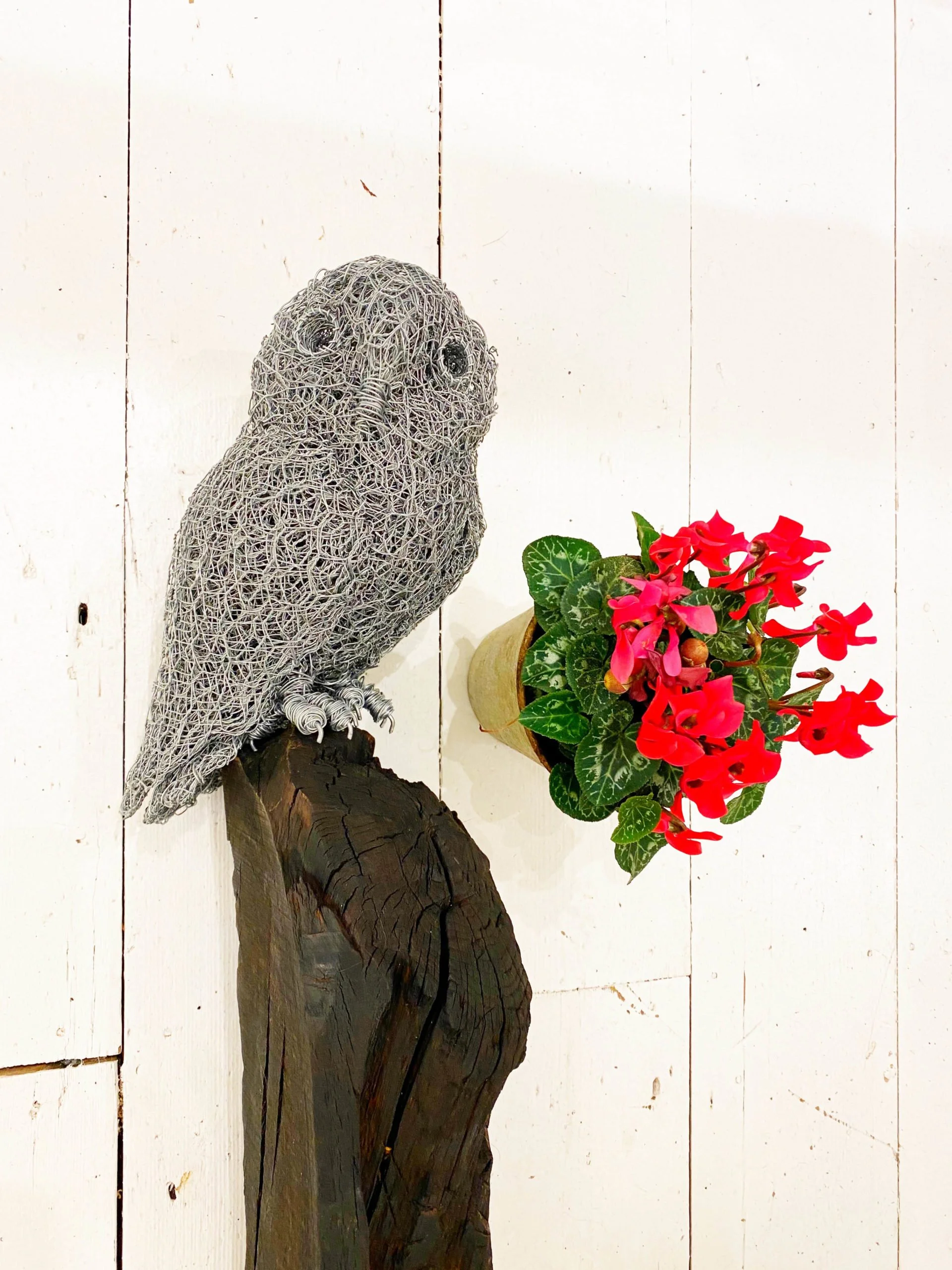 David Metcalff - Little Owl on Black Post