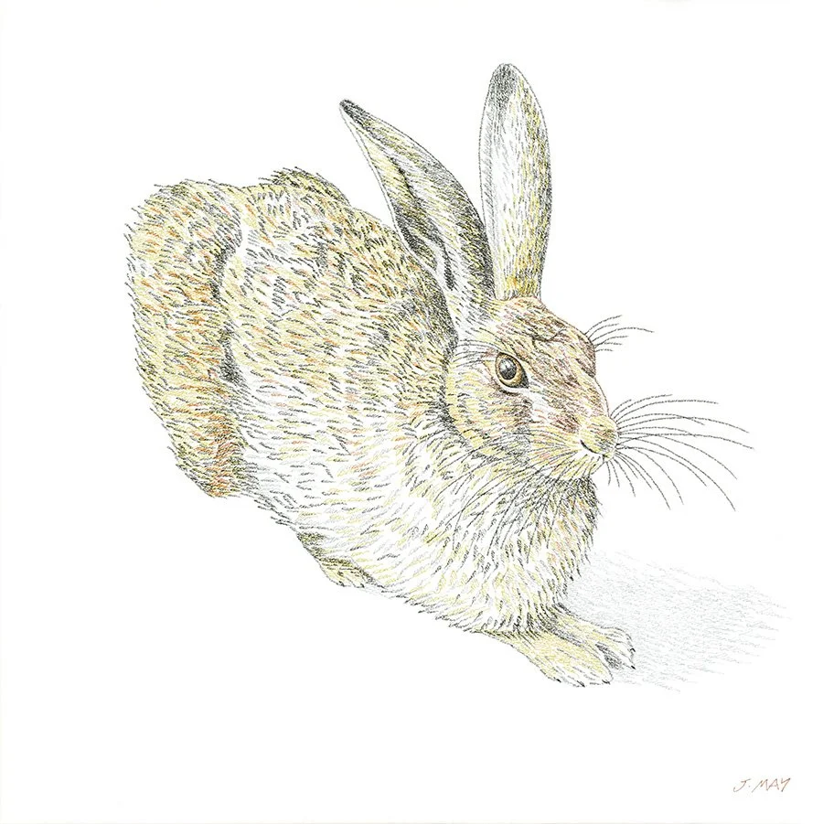 Illustration of a rabbit with a blending of a squirrel's body, detailed with soft colors and fine lines.