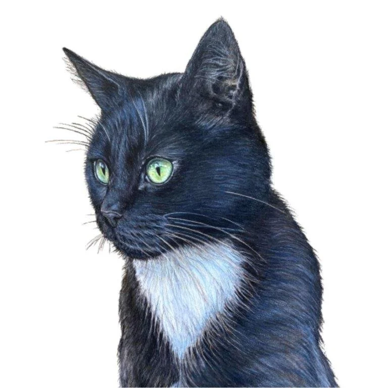 Portrait of a black and white cat with green eyes and a white chest against a white background.