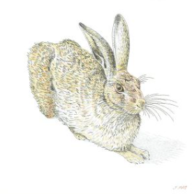 Dürer Hare