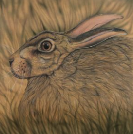 Africa Omen – Hare