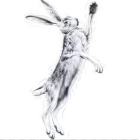 Silver Hare Female 2